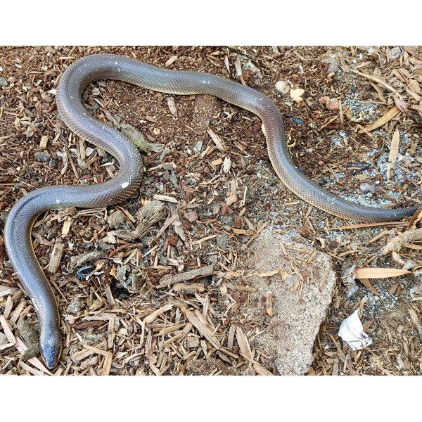 Dark, glossy snake curled on wood chips and dirt.