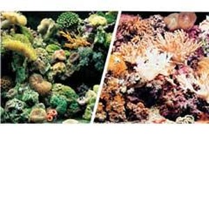 Two coral reef scenes split diagonally: left with green corals, right with pinkish-white corals.