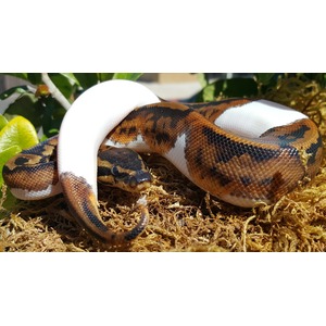 Coiled ball python with white and brown‑orange patterned scales on mossy substrate.