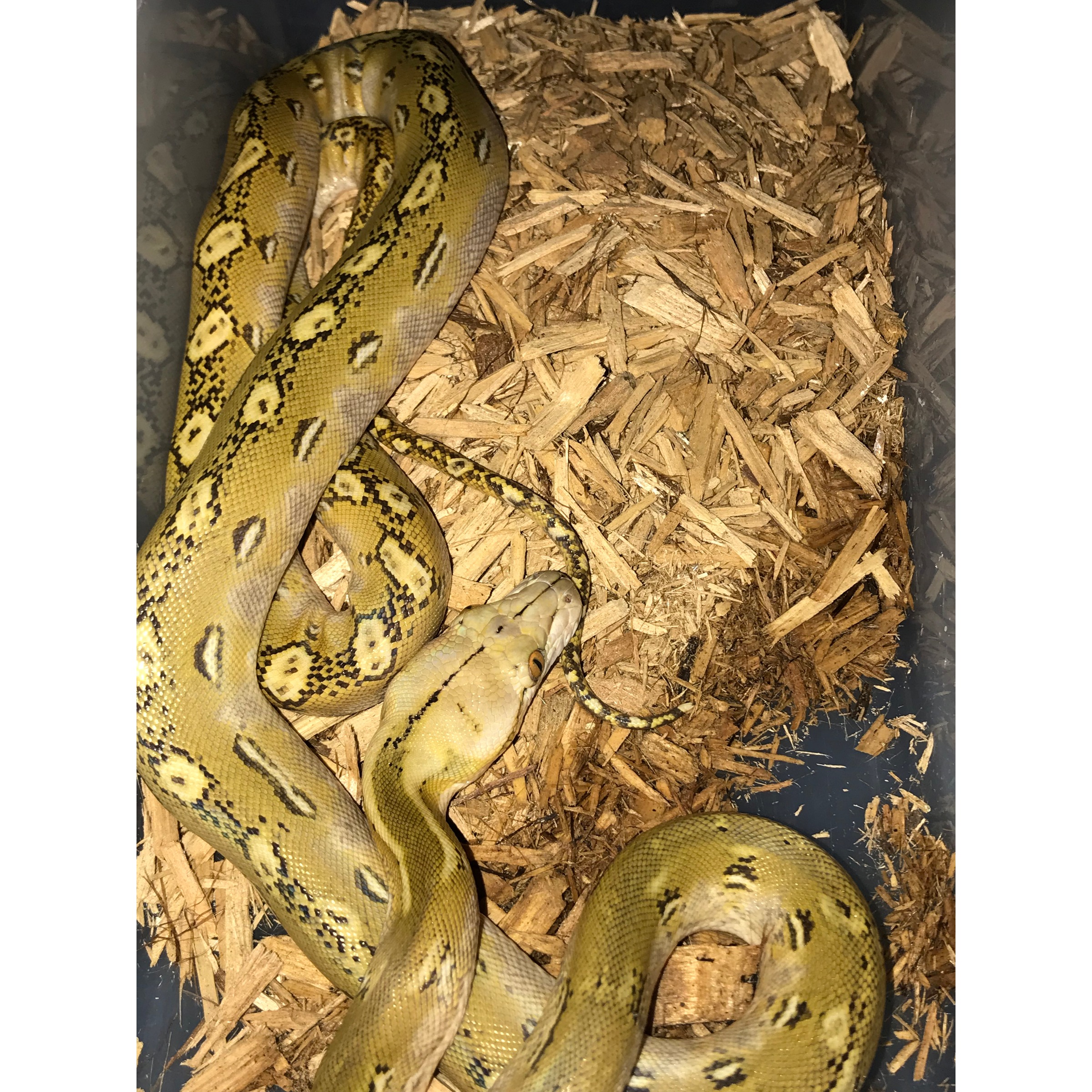 Yellow-brown python with black irregular markings coiled on wood shavings.