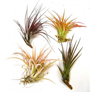 Four colorful Tillandsia air plants with spiky leaves in green, purple, orange, and pink-yellow tones.