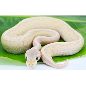 Cream-colored snake coiled on a green leaf, facing the viewer.