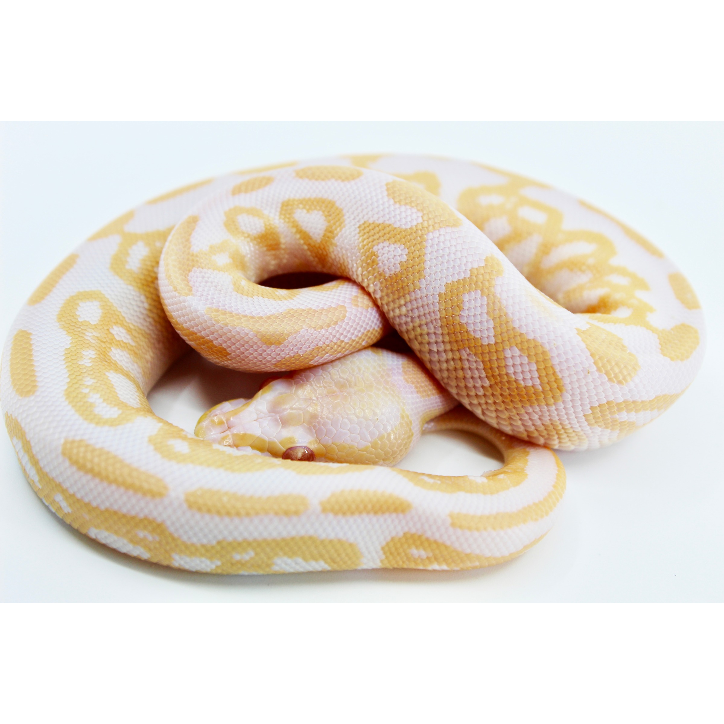 Albino ball python with yellow and pink pattern coiled on a white surface.
