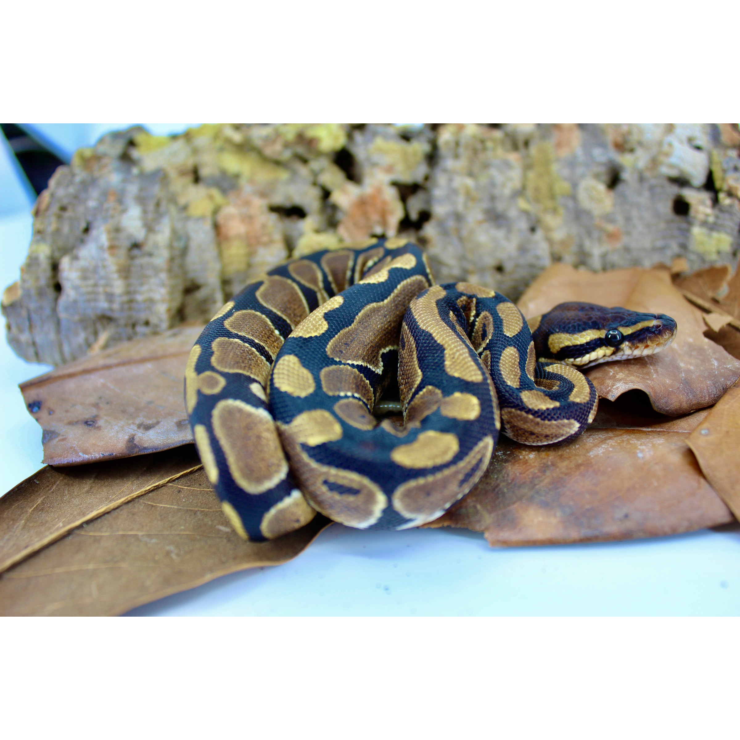 Coiled ball python with tan and black pattern on dried leaves and bark background
