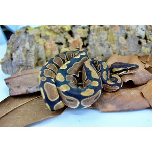 Coiled ball python with tan and black pattern on dried leaves and bark background