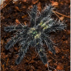 Dark, spiky tarantula with iridescent hairs spread like a star on brown soil.
