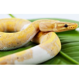 Close-up of a yellow and orange ball python coiled on a green leaf, showcasing patterned scales and a dark eye.