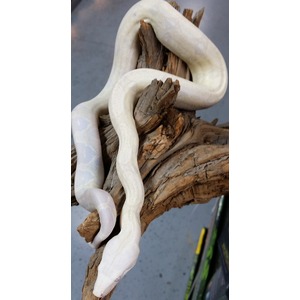 Albino snake coiled around rough brown driftwood.