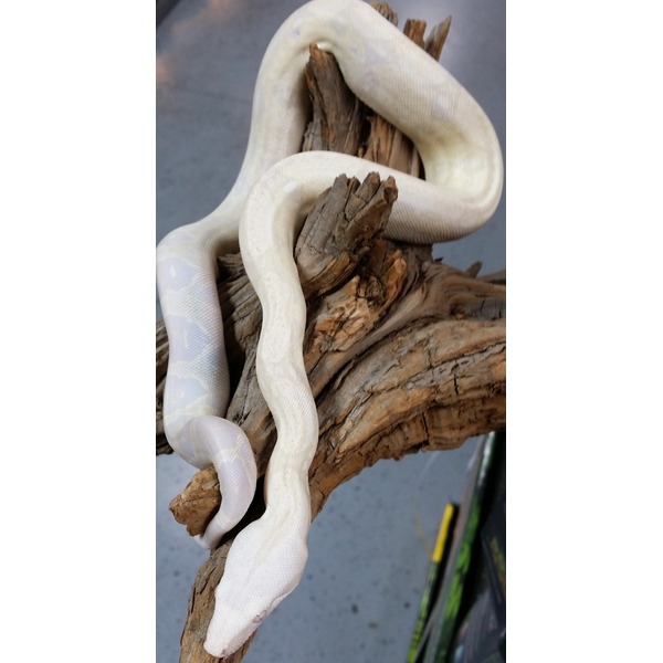 Albino snake coiled around rough brown driftwood.