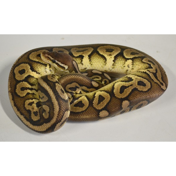 Coiled ball python with brown and yellow blotched pattern, head atop its body.