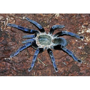 Blue tarantula on brown rock, eight hairy legs spread out.
