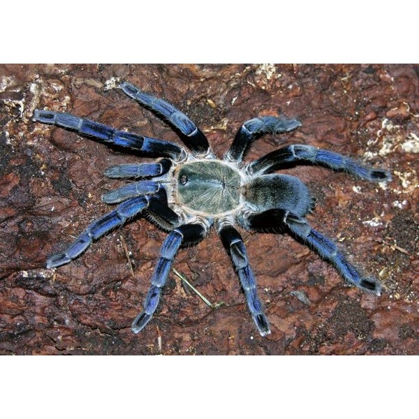 Blue tarantula on brown rock, eight hairy legs spread out.