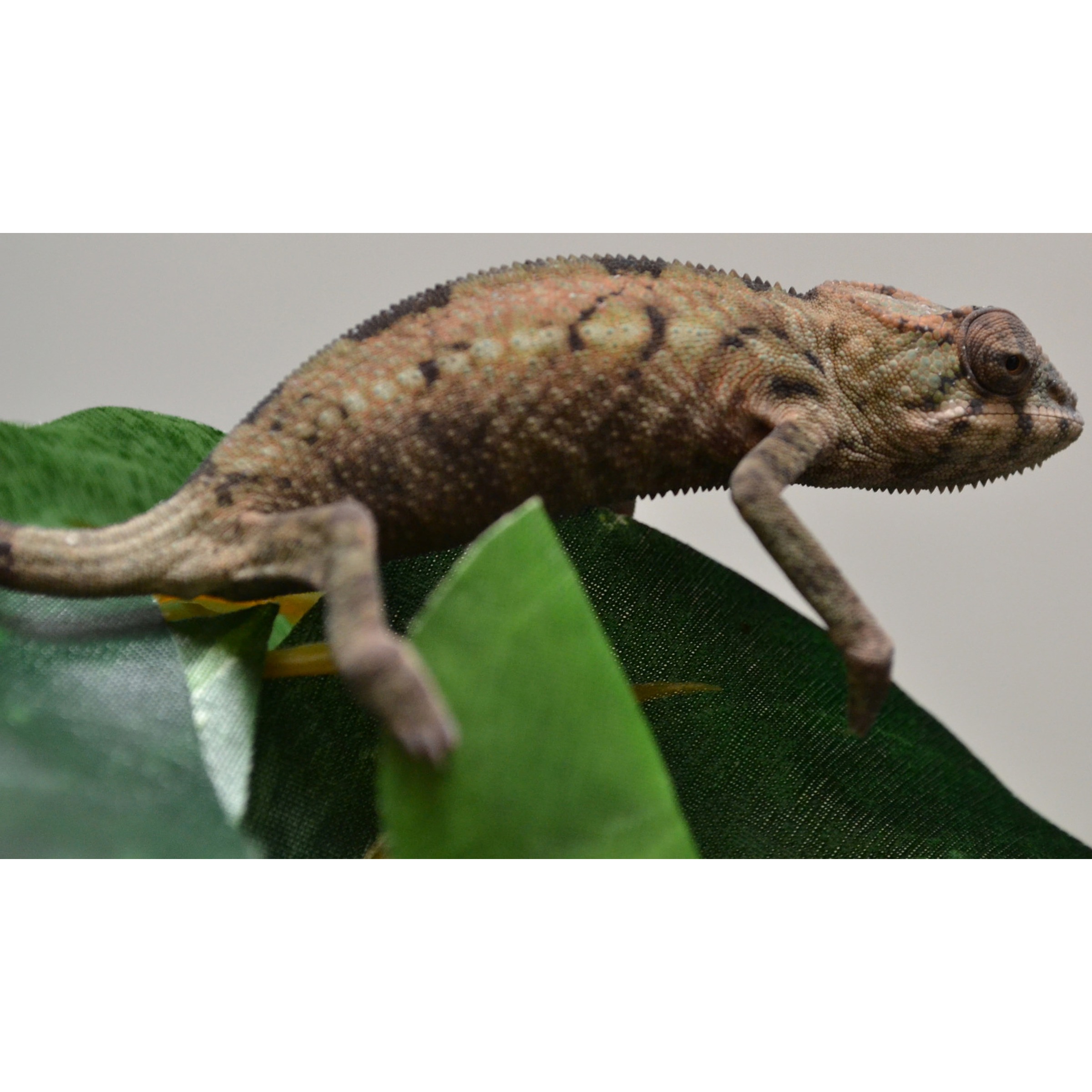 Spiky brown lizard with textured skin perched on green leaves, side profile.