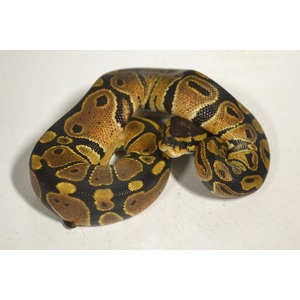 Coiled ball python with yellow brown blotches and black markings, head visible.