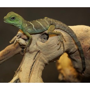 Green lizard with a striped brown body perched on a curved, light-colored branch.