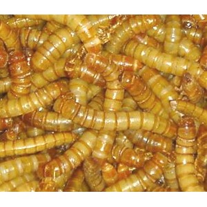Close-up of many yellow-brown mealworms tangled together.