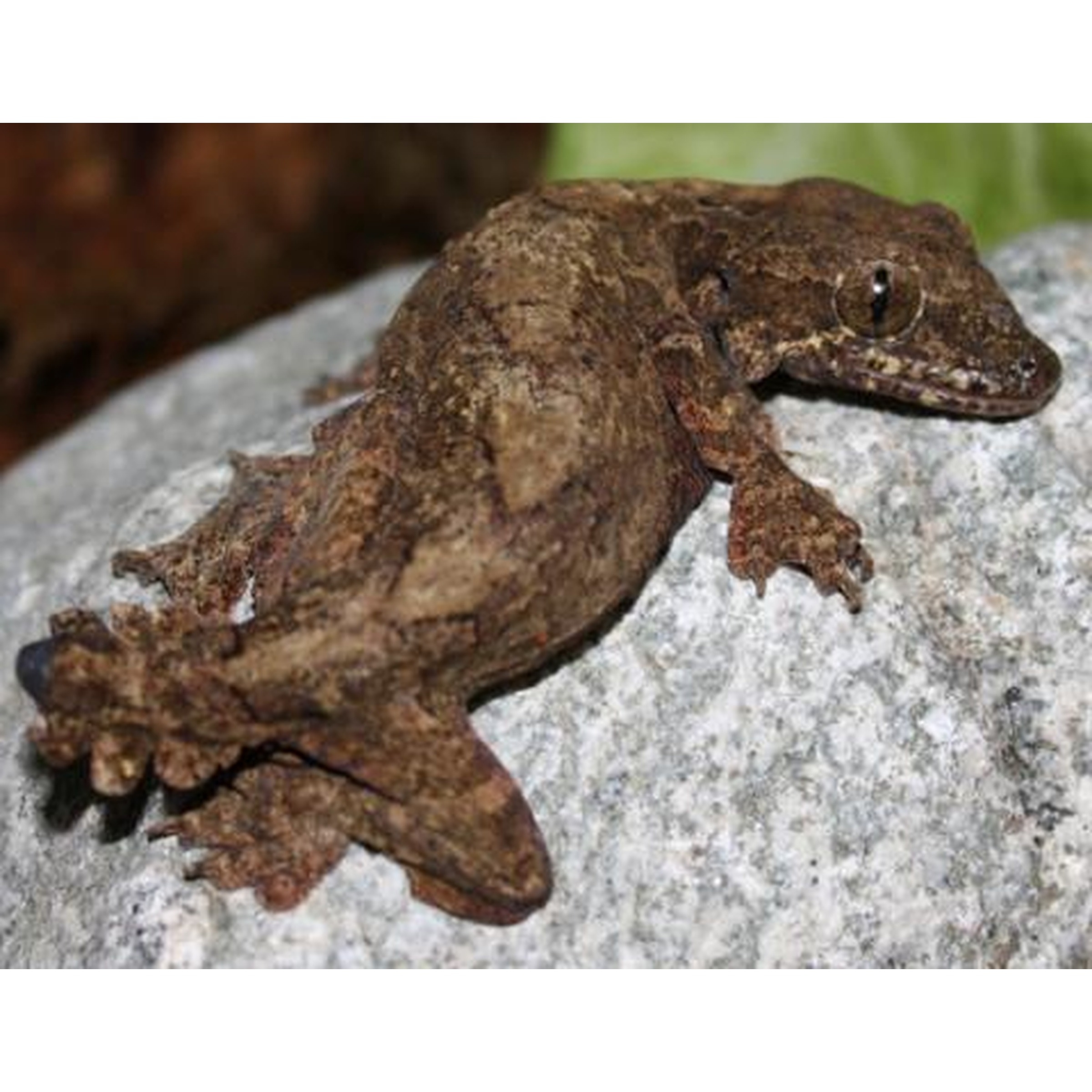 Brown lizard perched on a gray rock with textured skin and short limbs.