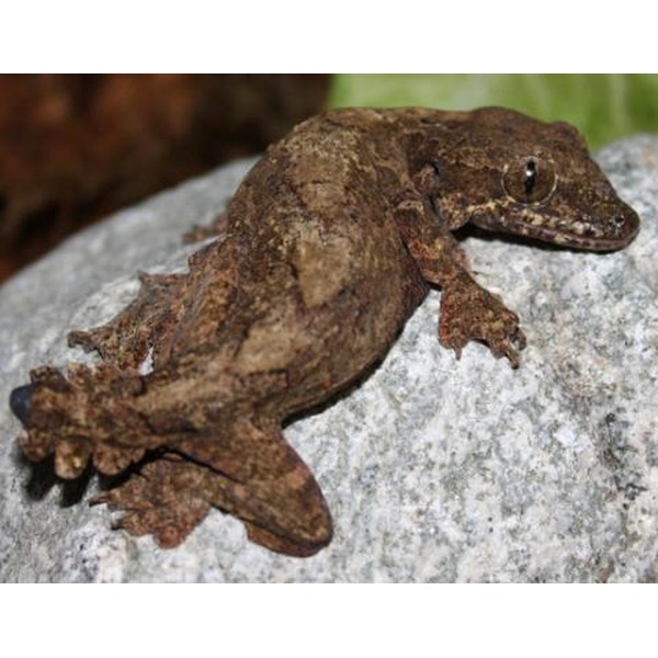 Brown lizard perched on a gray rock with textured skin and short limbs.