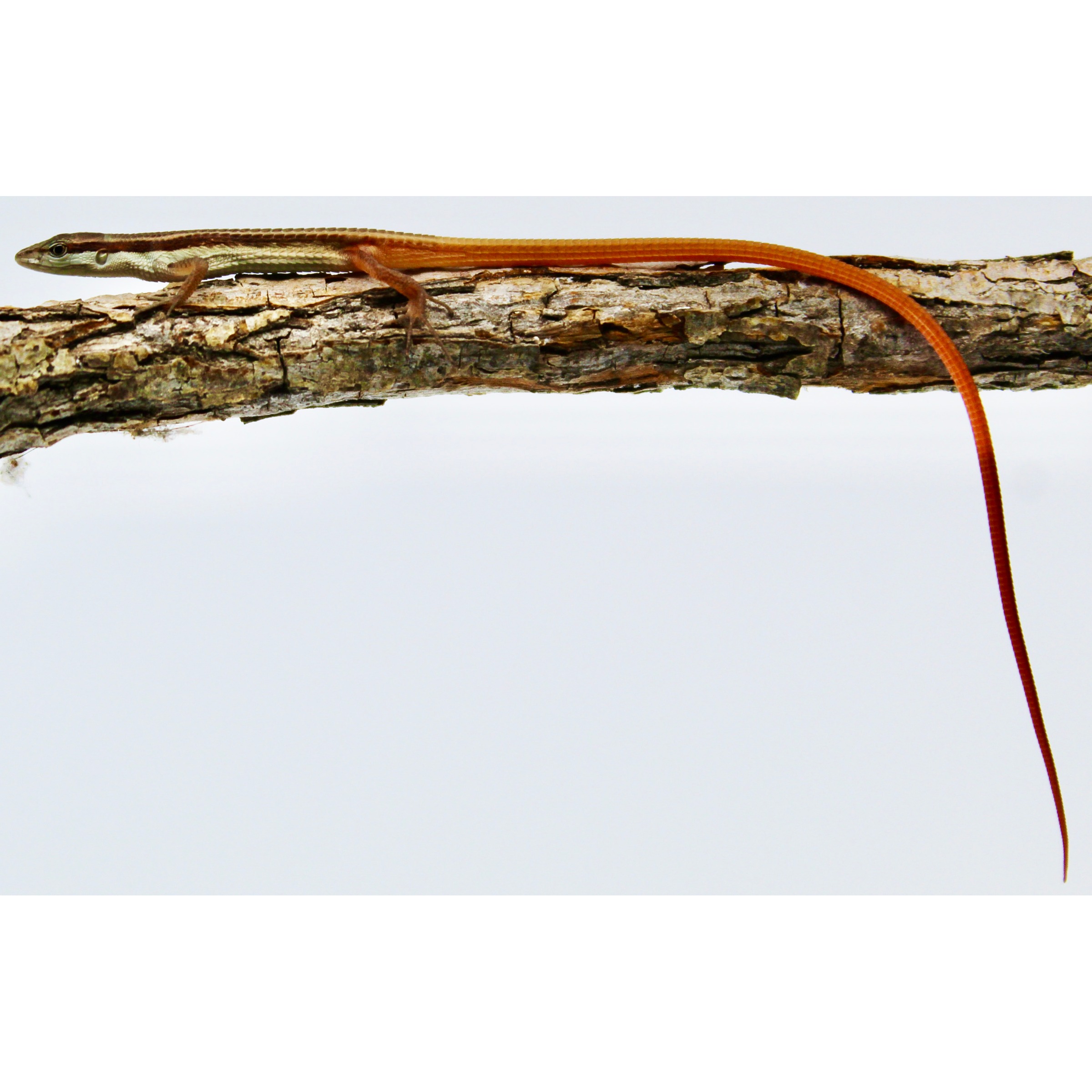 A small brown skink lizard on a rough branch, its long orange tail hanging down.