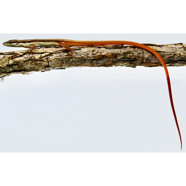 A small brown skink lizard on a rough branch, its long orange tail hanging down.
