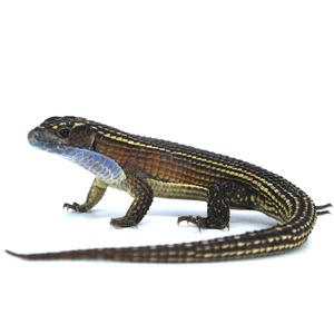 Colorful lizard with yellow-striped back, blue throat, and long banded tail.