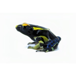 Colorful poison dart frog with black body, yellow and lime stripes, blue spotted hind legs on white background.