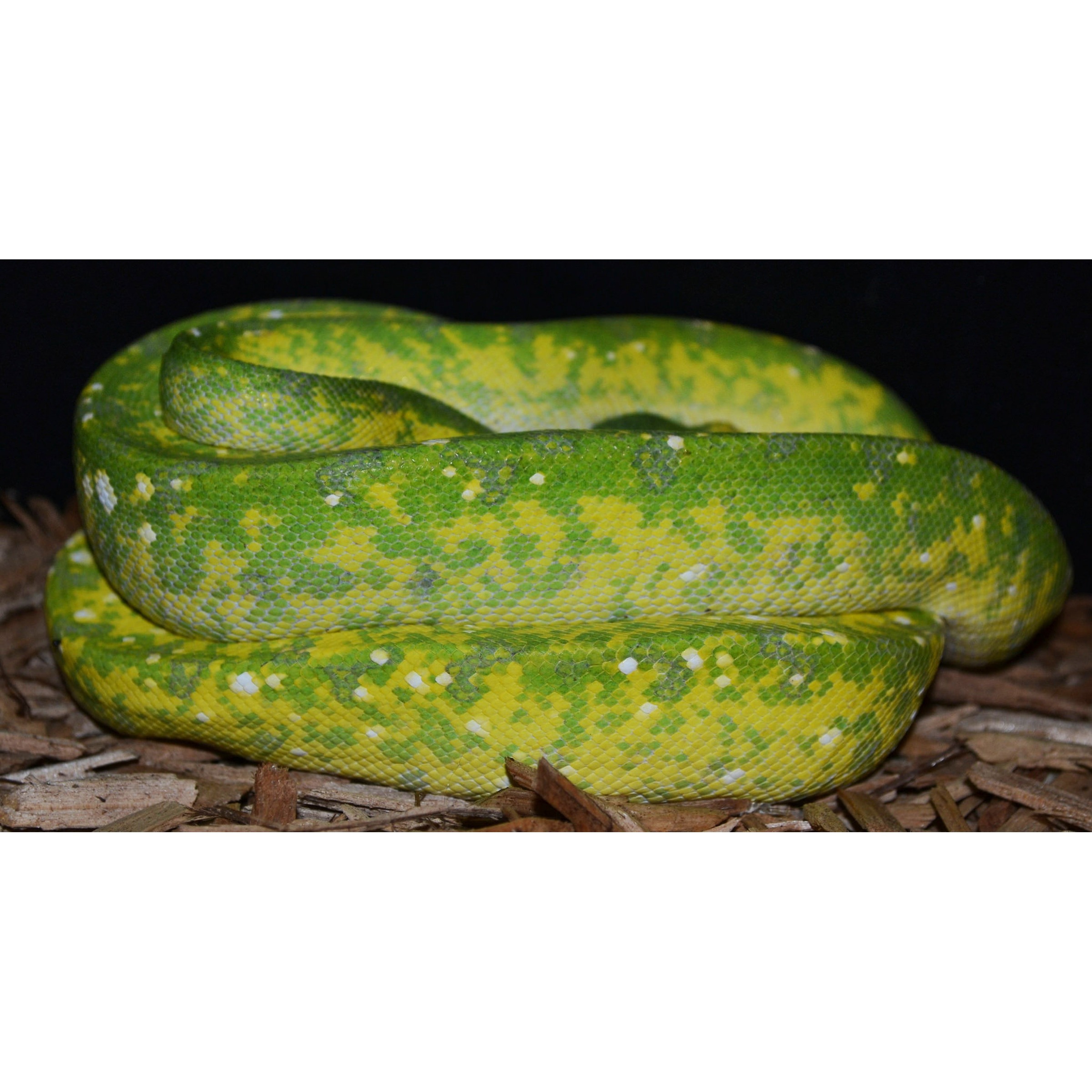 Green and yellow patterned snake coiled on wood chips with a dark background.