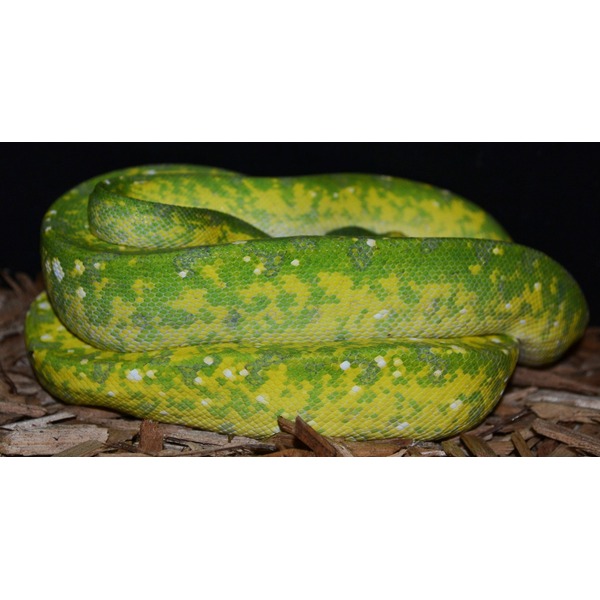 Green and yellow patterned snake coiled on wood chips with a dark background.