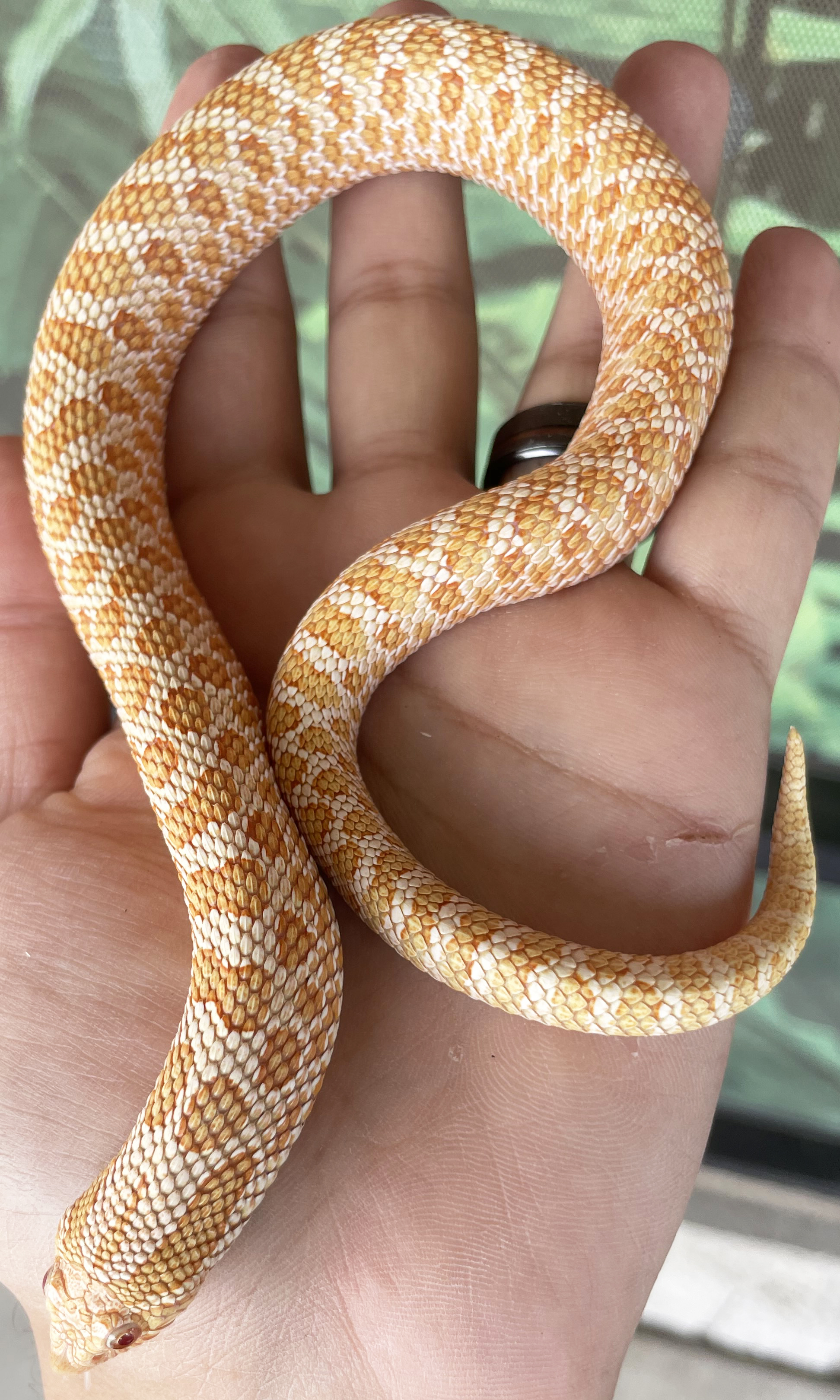 Orange and white patterned snake coiled around a palm, showing intricate scales and curved tail.
