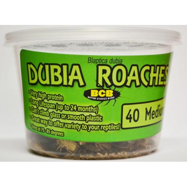 Bright green tub labeled DUBIA ROACHES with BCB logo; roaches visible at the bottom.
