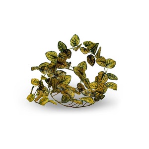 Circular vine with yellow-green variegated leaves and dark veins.