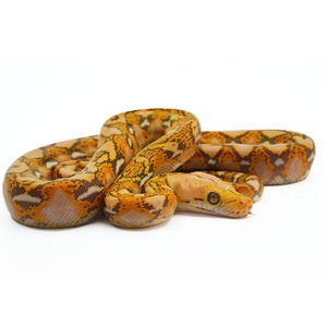 Coiled snake with bright orange, yellow, and brown diamond patterns on white