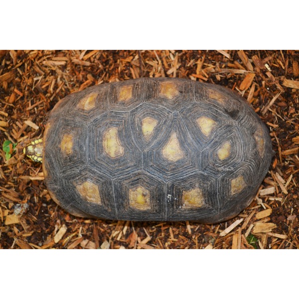 Large tortoise shell with dark concentric scutes and yellow centers on wood chips.