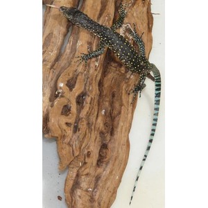 Dark lizard with yellow spots and a blue striped tail clings to textured wood.