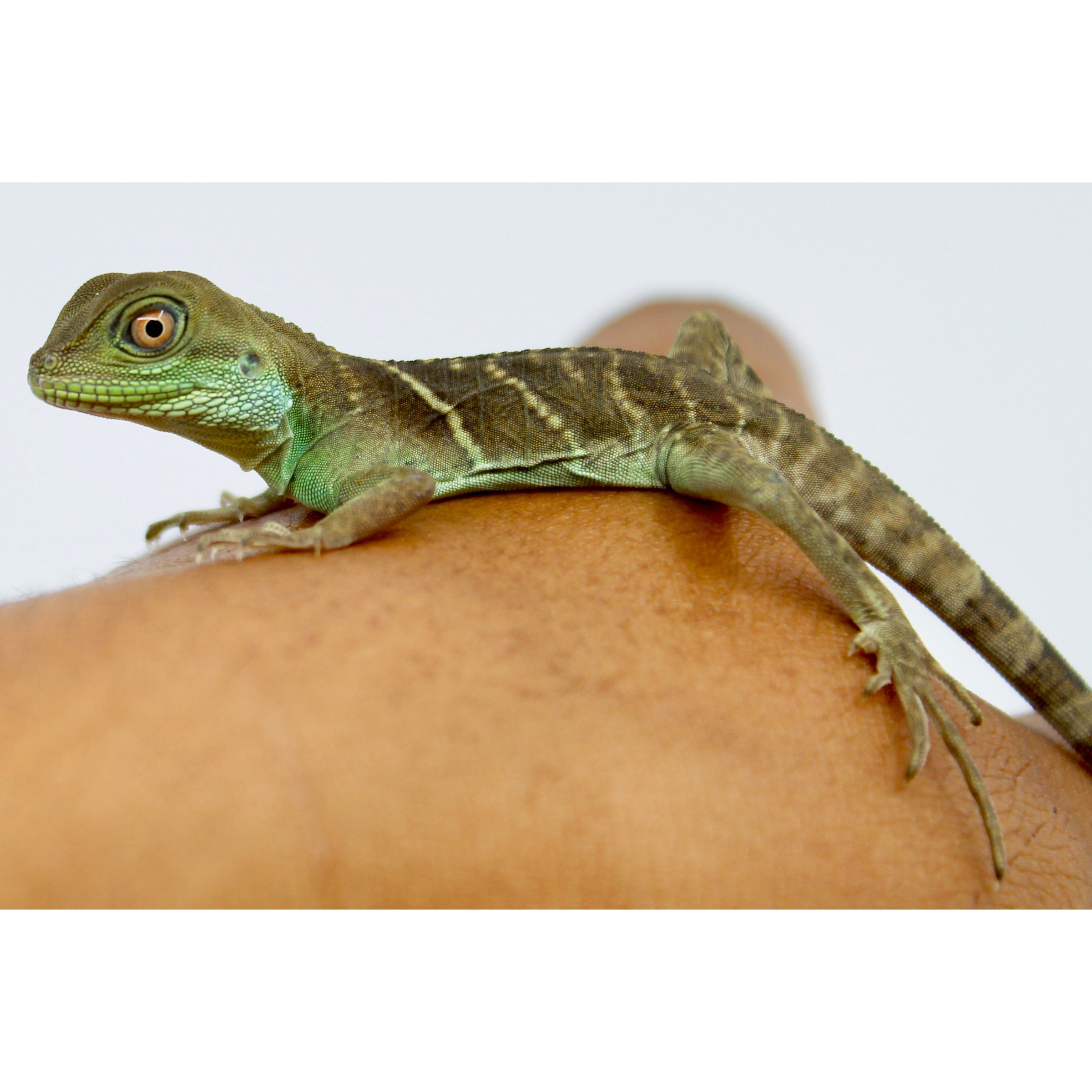 Green lizard perched on a forearm, with textured scales, orange eye, and long striped tail.