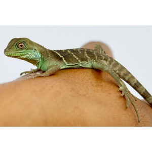 Green lizard perched on a forearm, with textured scales, orange eye, and long striped tail.