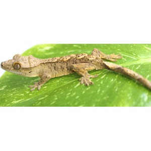 Small brown gecko with rough, fringed skin on a green leaf.