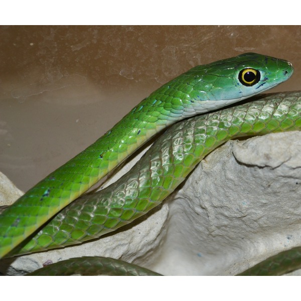 Bright green snake with a yellow-rimmed eye resting on a gray rock surface.