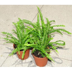 Two small potted ferns with bright green, segmented fronds on a gray pavement.