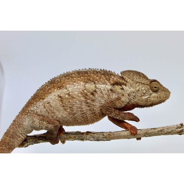 Mottled brown chameleon perched on a rough branch against a pale sky.