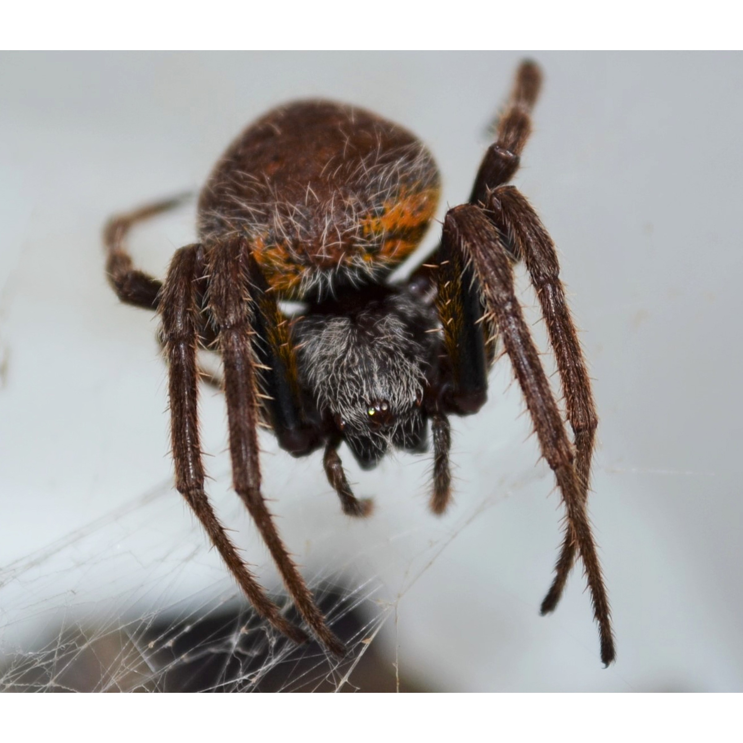 Close-up of a brown, hairy tarantula with orange markings on its abdomen on a web.