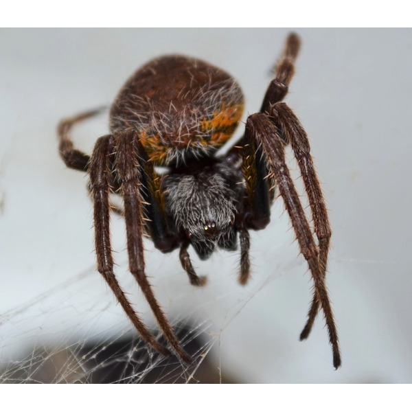 Close-up of a brown, hairy tarantula with orange markings on its abdomen on a web.