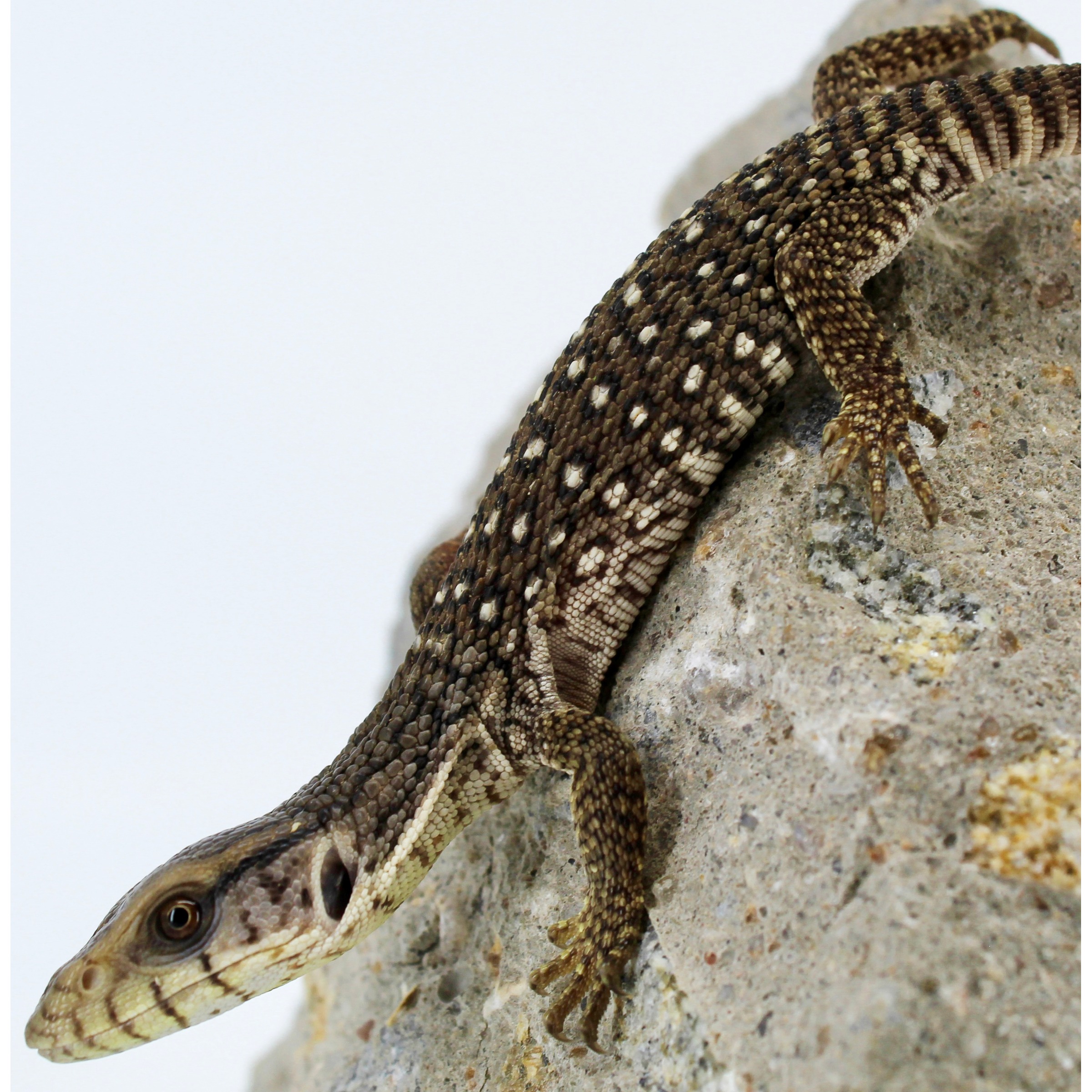 Brown and tan patterned lizard crawling on a rocky surface.