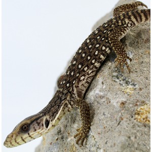 Brown and tan patterned lizard crawling on a rocky surface.