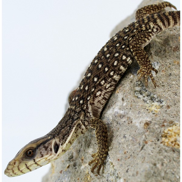 Brown and tan patterned lizard crawling on a rocky surface.