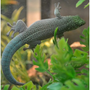 Green speckled gecko with toe pads climbs through bright green aquatic plants.
