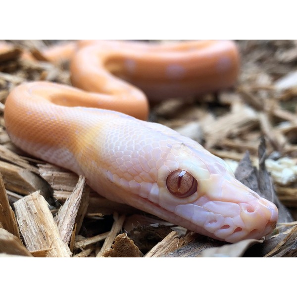 Baby Lavender Albino Motley Reticulated Pythons | LLLReptile