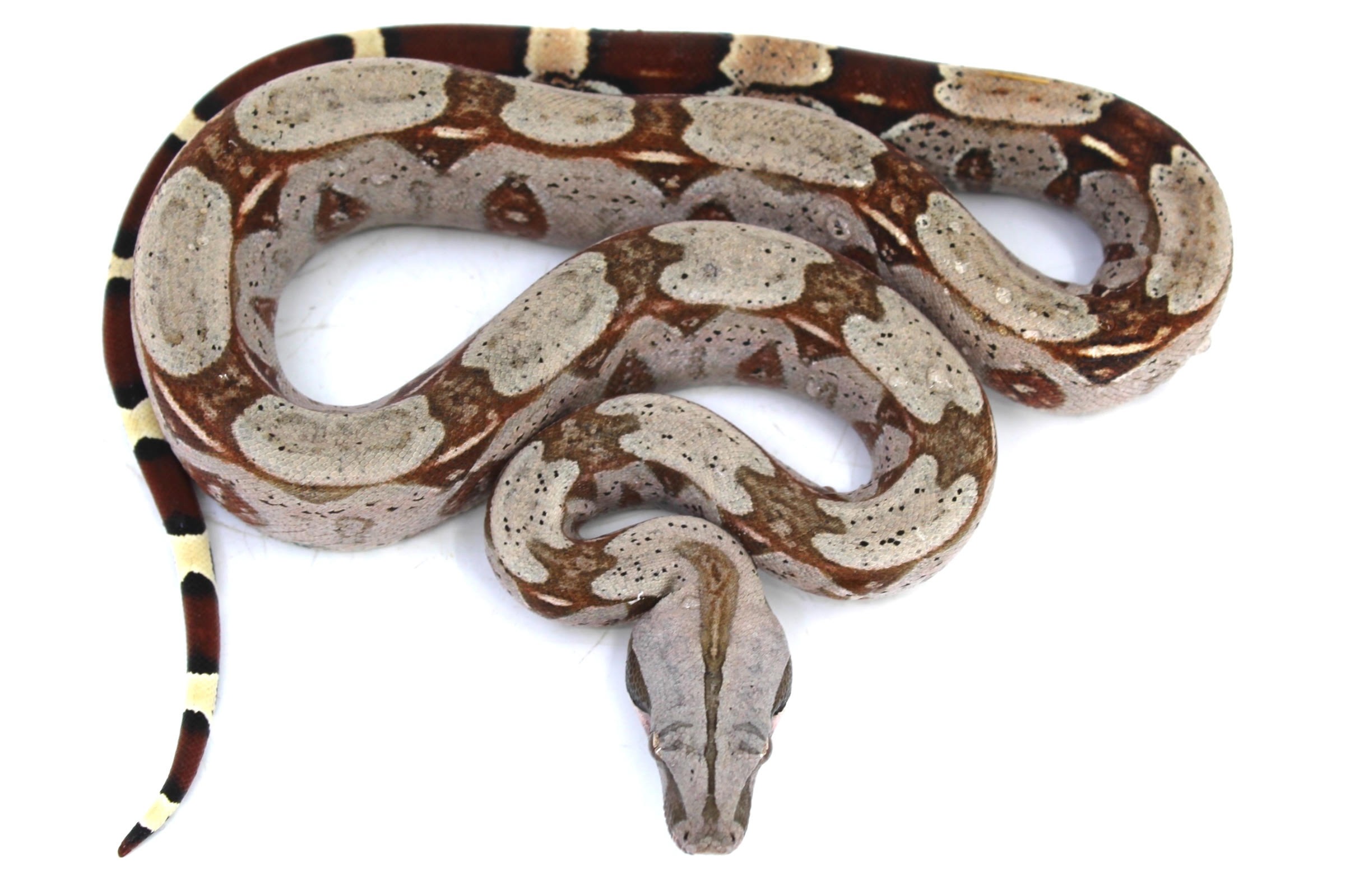 Female Guyana Red Tailed Boa | LLLReptile