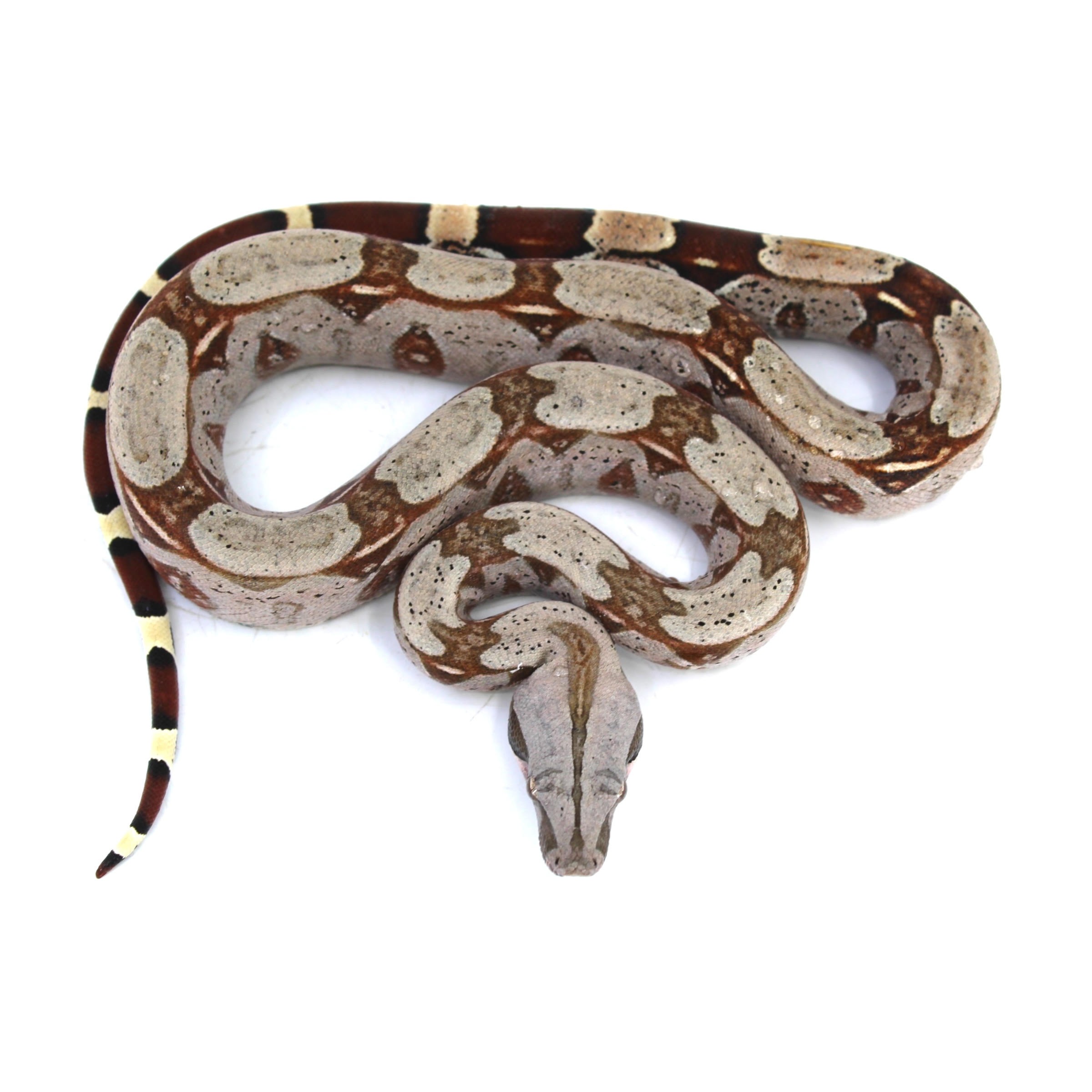 Female Guyana Red Tailed Boa | LLLReptile