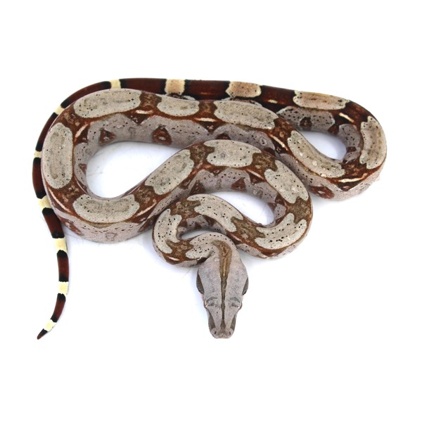 Female Guyana Red Tailed Boa | LLLReptile